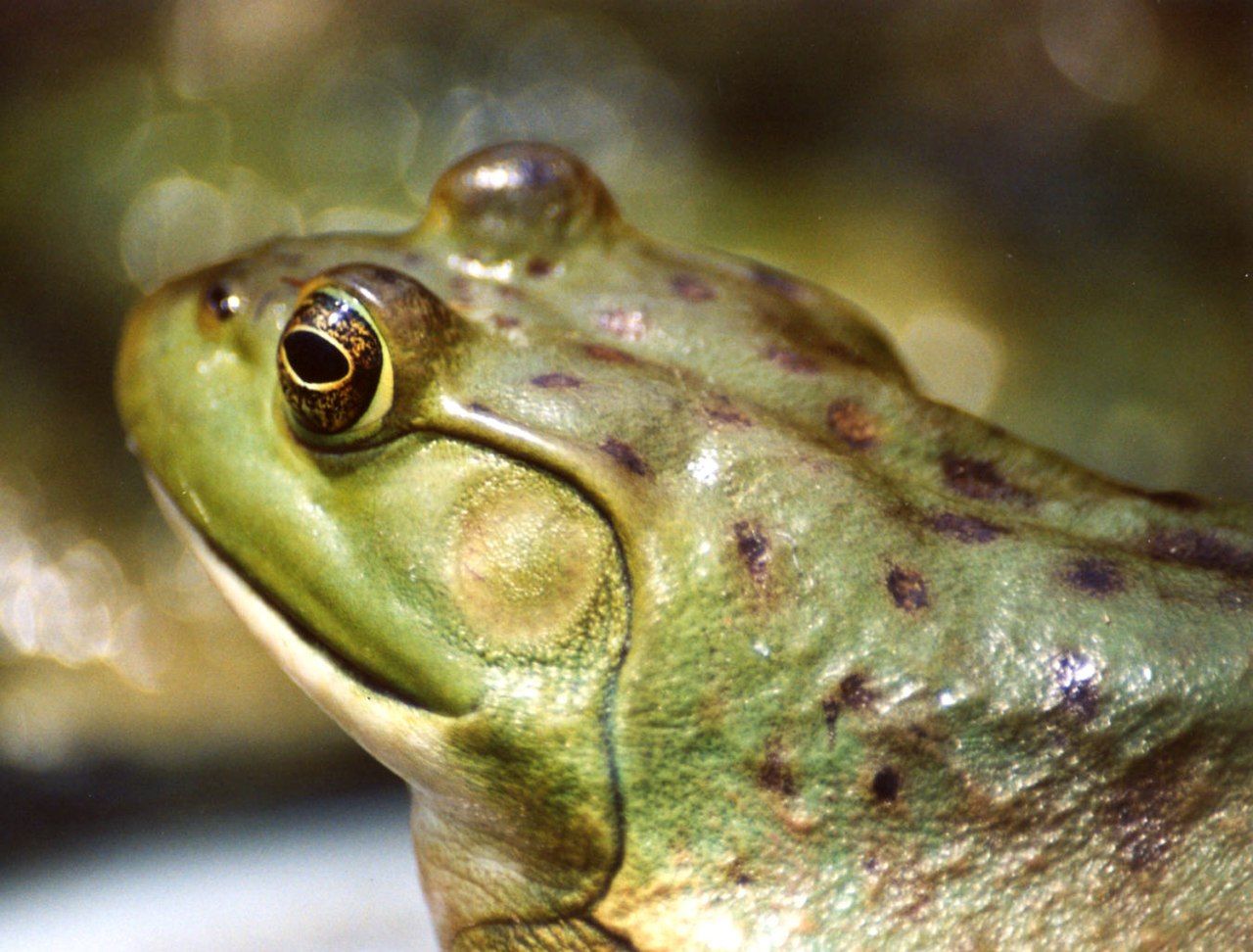 Big adult frog. Realistic green toad with bulging eyes. Amphibian