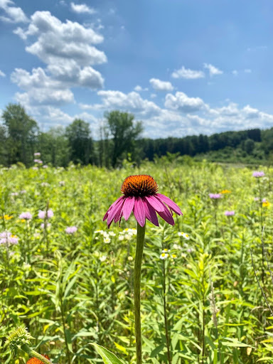 purple coneflower