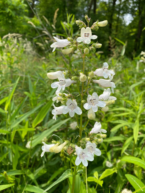 foxglove beardtongue foxglove beardtongue