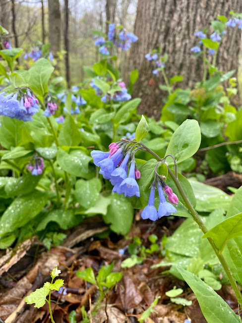 virginia bluebells virginia bluebells
