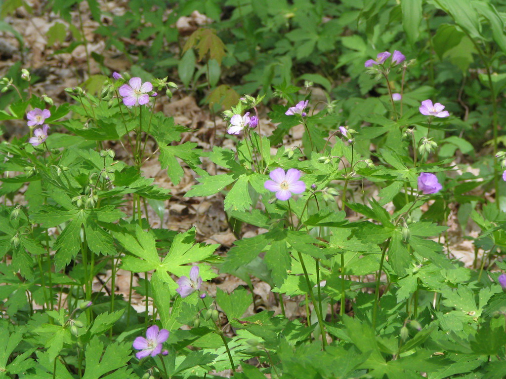 wild geranium wild geranium