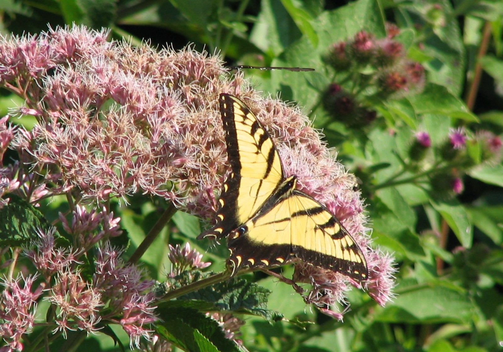 ShareMission_BackyardHabitat Swallowtail