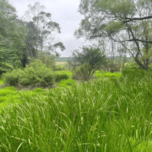 fox creek restoration